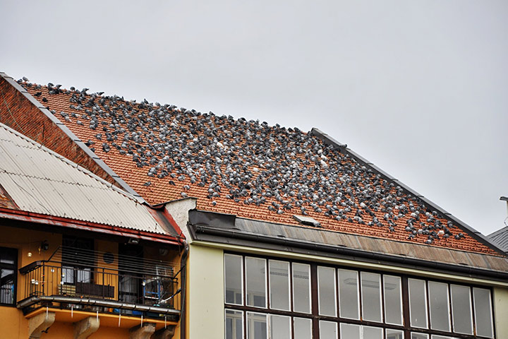 A2B Pest Control are able to install spikes to deter birds from roofs in Merthyr. 