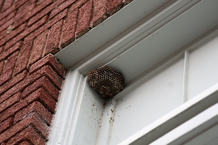 We provide a wasp nest removal service for domestic and commercial properties in Merthyr.